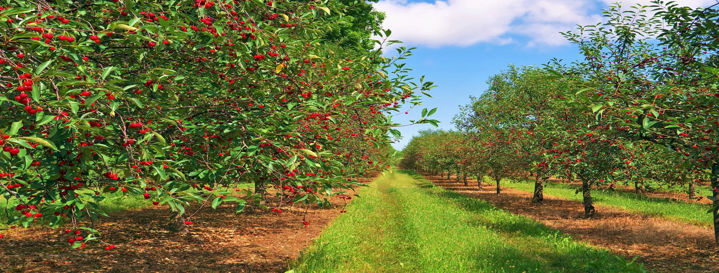 Image for City Cherry Capital